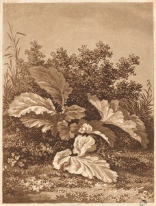 Étude de feuilles, vers 1800 - Anton Balzer