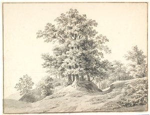 Paysage avec de grands arbres près de l