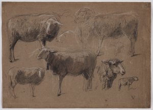 Études de moutons