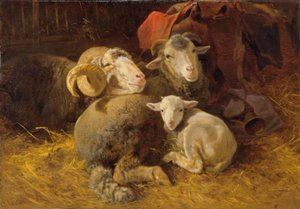Moutons dans l