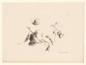 Abricots et fraises (série de fleurs et fruits)