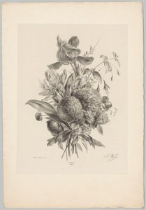 Œillets et lys (série: Études de fleurs et de fruits, 10e livraison) - Anton Weiss