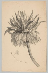 Fleur sur tige (série Bloem en Fruit Studien, 3e épisode) - Anton Weiss