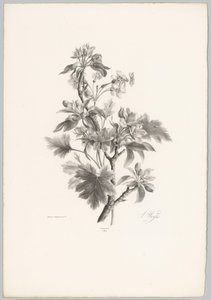Fleurs sur une branche - Anton Weiss