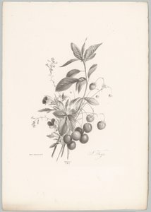 Fleurs, fraises et cerises (Bloem en Fruit Studien, 10e aflevering) - Anton Weiss