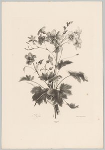 Fleurs avec des épines (Bloem en Fruit Studien, 10e aflevering) - Anton Weiss