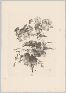 Fleurs diverses (Bloem en Fruit Studien, 10e aflevering) - Anton Weiss