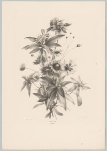 Fleurs diverses - Anton Weiss