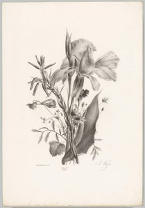 Fleurs diverses - Anton Weiss