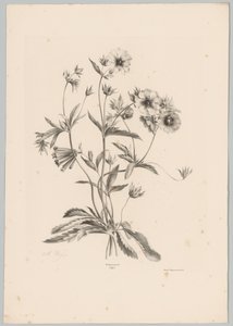 Fleurs diverses - Anton Weiss