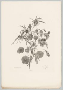 Fleurs diverses - Anton Weiss