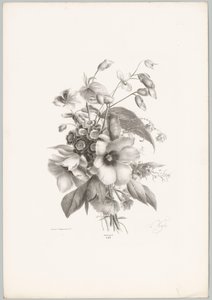 Fleurs diverses (série: Études de fleurs et de fruits, 10e livraison) - Anton Weiss
