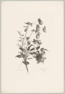 Diverses fleurs - Anton Weiss