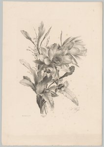 Diverses fleurs - Anton Weiss