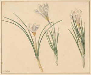 Trois études de crocus