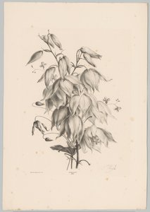 Fleurs suspendues - Anton Weiss
