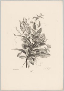 Hortensias et autres fleurs - Anton Weiss