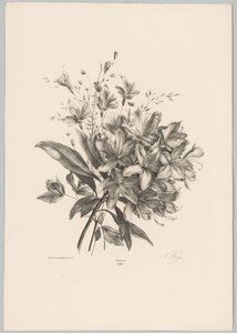 Lys (série: Études de fleurs et de fruits, 10e livraison) - Anton Weiss
