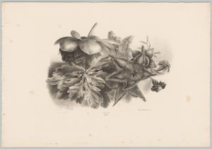 Fleurs de la passion et feuilles (Bloem en Fruit Studien, 10e aflevering) - Anton Weiss