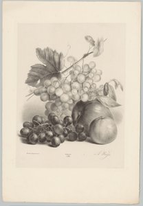 Raisins rouges et blancs et pommes (série: Études de fleurs et de fruits, 10e livraison)