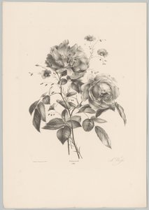 Rose et fleur ressemblant à un œillet - Anton Weiss