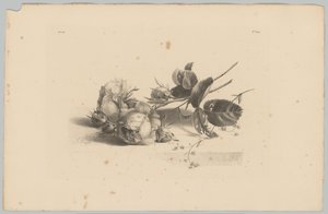 Études de fleurs et de fruits (3e épisode) - Anton Weiss