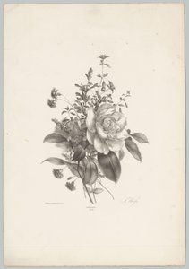 Roses, œillets et fuchsia - Anton Weiss
