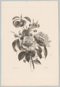 Roses et autres fleurs (série: Études de fleurs et de fruits, 10e livraison) - Anton Weiss