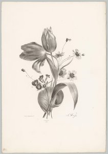 Tulipes et marguerites - Anton Weiss