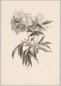Deux fleurs (Bloem en Fruit Studien, 10e aflevering) - Anton Weiss