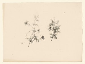 Deux fleurs (série Fleurs et fruits) - Anton Weiss