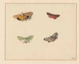 Quatre papillons - Anton Weiss