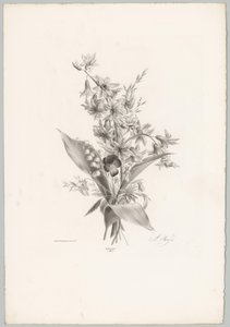 Violette et fleurs en forme de jacinthe et de cloche (Bloem en Fruit Studien, 10e aflevering) - Anton Weiss