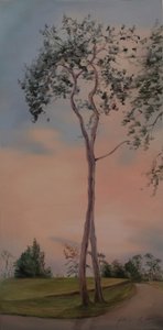 Arbres de Tapeley Park, 2013 - Antonia Myatt