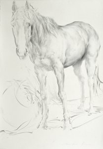 Cheval à Coolmore, 1990 - Antonio Ciccone