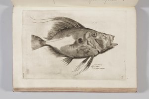 Illustration de « Aquatilium animalium historiae, liber primus » par Ippolito Salviani, 1554 - Antonio Lafreri