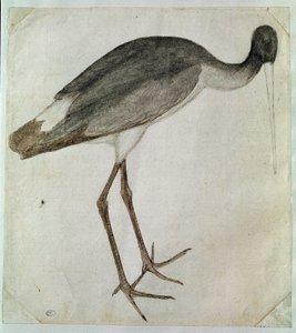 Une cigogne noire debout, tournée vers la droite. Dessin par Antonio di Puccio Pisano dit Pisanello