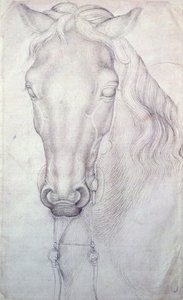 Tête de cheval - Antonio Pisanello