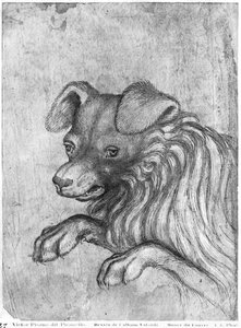 Tête de chien, de l