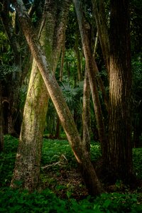 Afernoon, forêt de Tijuca, Brésil, 2022 (photo)