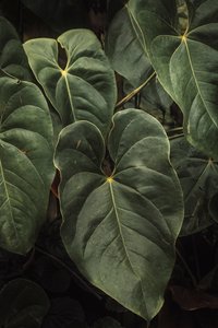 Anthurium Andraeanum V, 2024 (photographie numérique) - Antonio Schubert