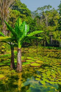 Jardim Amazonico, 2024 (photographie numérique) - Antonio Schubert