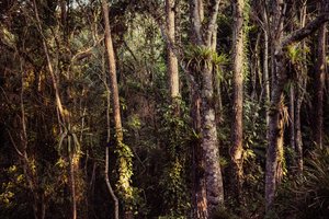 Forêt tropicale IV, 2021