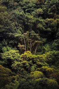 Forêt tropicale IX, 2018