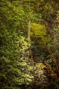 Forêt tropicale VIII, 2020
