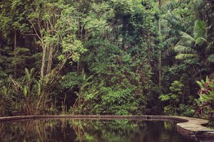 Forêt tropicale VI, 2021