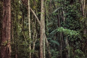 Forêt tropicale V, 2021 (photographie numérique)