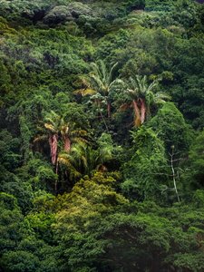 Forêt de Tijuca XXXII, 2018