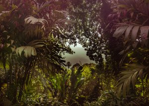 Forêt de Tijuca XXXVII, 2024 (photographie numérique)
