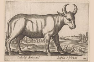 Buffle africain - Antonio Tempesta